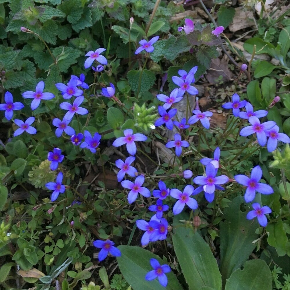Group of very small purple weed flowers.