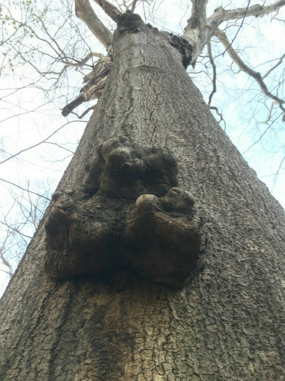 Looking up the trunk of a huge old tree, with a burl a few feet off the ground.
