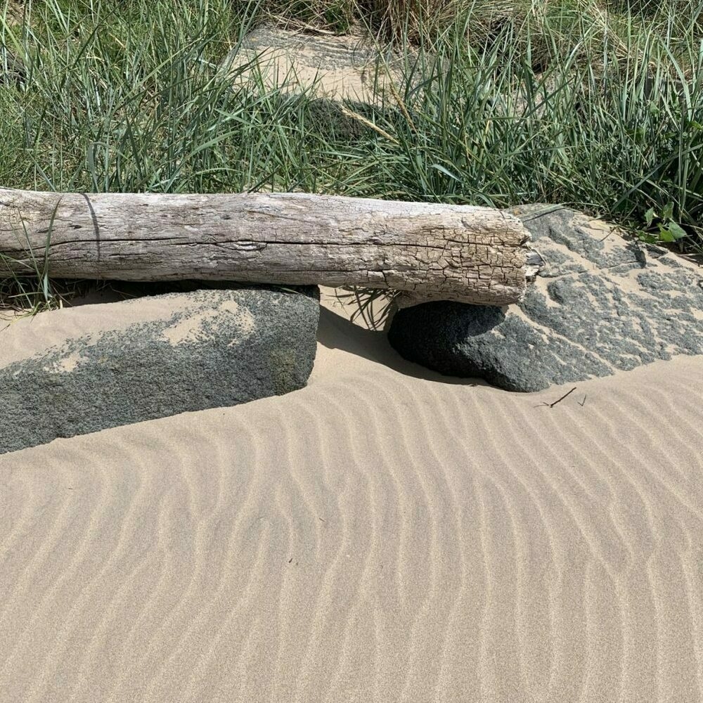 beach sand with drift wood