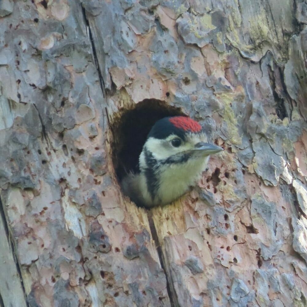 Young Woodpecker