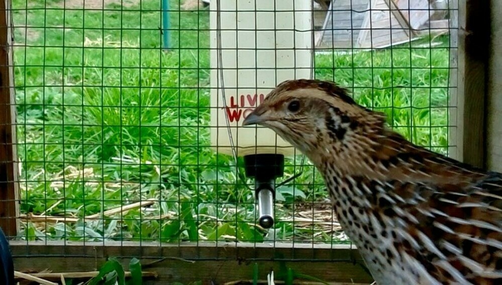 Stipey quail in a cage. 