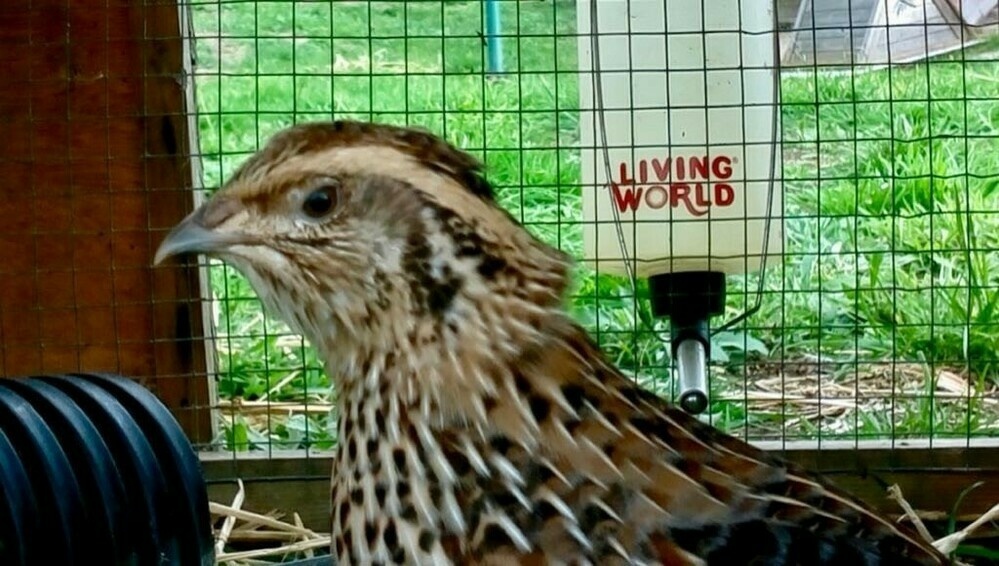 Stipey quail in a cage. 