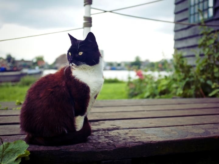 Dark brown and white cat sitting upon a wooden deck near water.