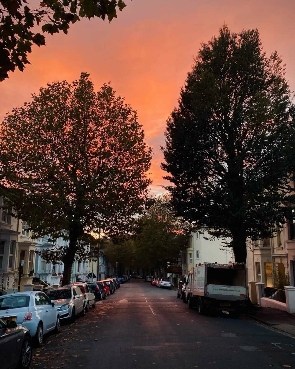 Redish sky over a leafy residential street.