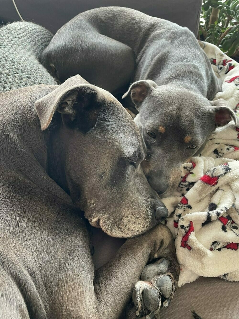 Hugo and Luna, nose to nose cuddles