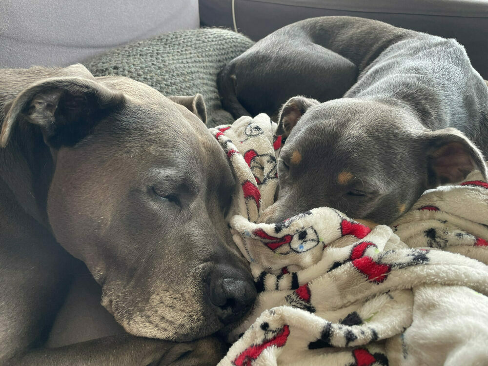 Hugo and Luna nuzzled together in a blanket