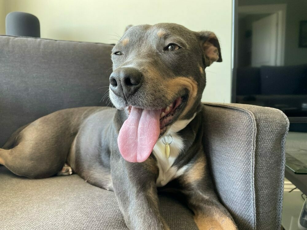 Luna grinning with her tongue out