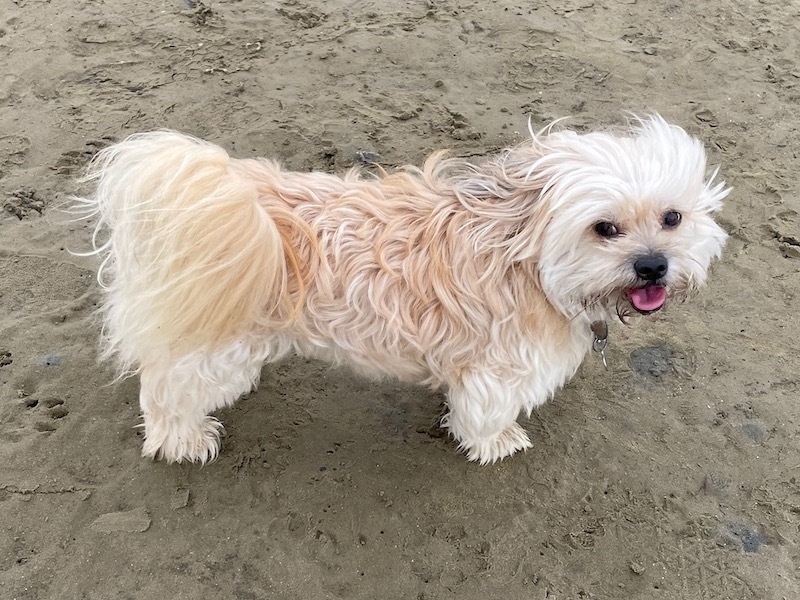 a small white dog standing on sand with his tongue out