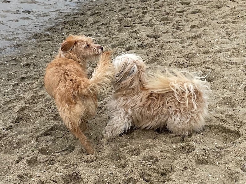 two small dogs, one white and one tan, start chasing each other