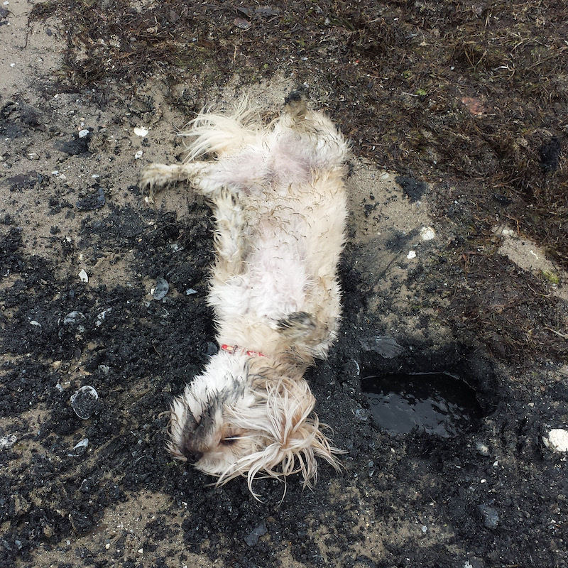a small white dog rolls around in mud, facing left