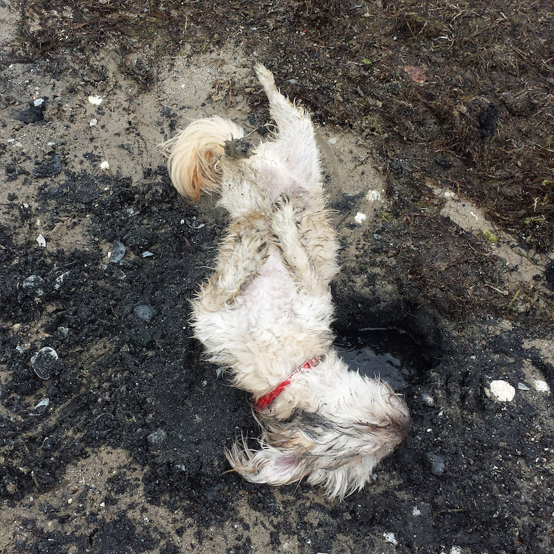 a small white dog rolls around in mud, facing right