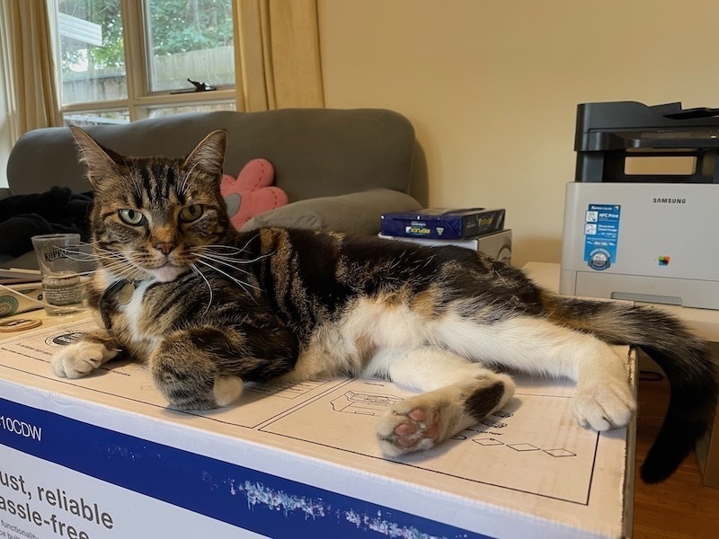 a tabby cat on a large cardboard box in a living room
