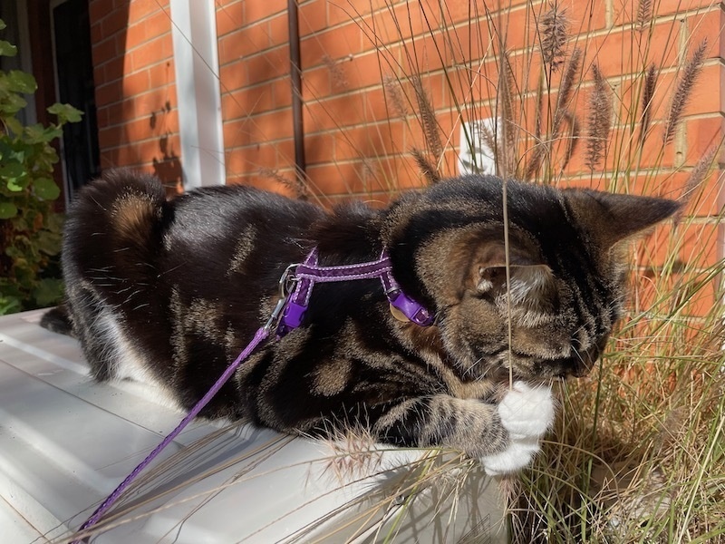 a tabby cat with a purple leash chews a flower from a grassy plant