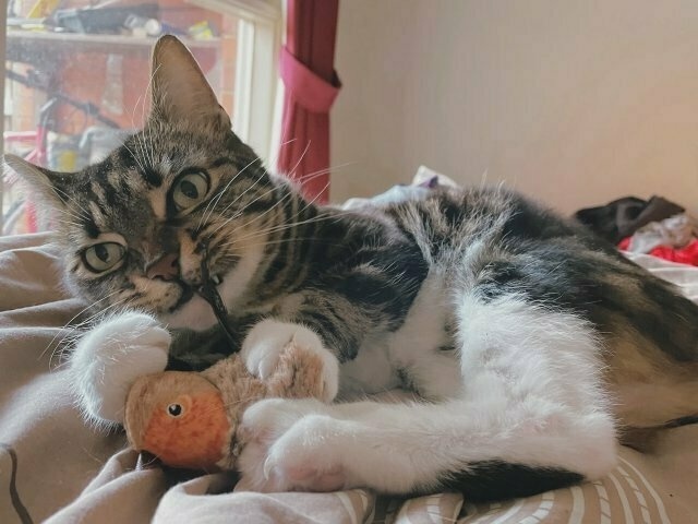 a tabby cat chews the tail feathers of a toy bird