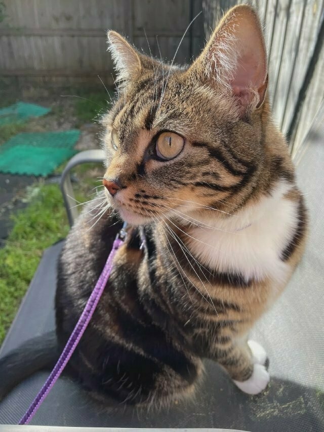 a tabby cat on an outdoor chair in a purple harness, looking up and to the left of frame