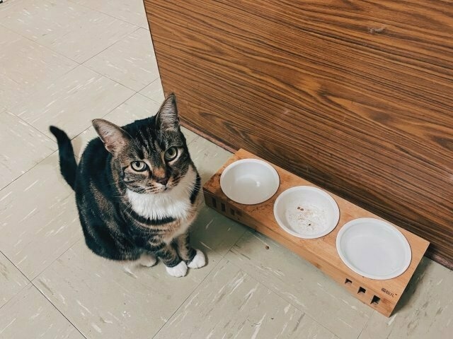a tabby cat sits next to a stand with three bowls, two of which are empty (one has kibble dust) and the last of which is full of water. the tabby cat is staring at the photo-taker so intensely as if trying to exert mind control