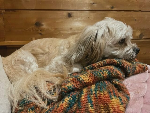 a little white dog curled up on a knitted jumper and pink blanket, looking straight ahead