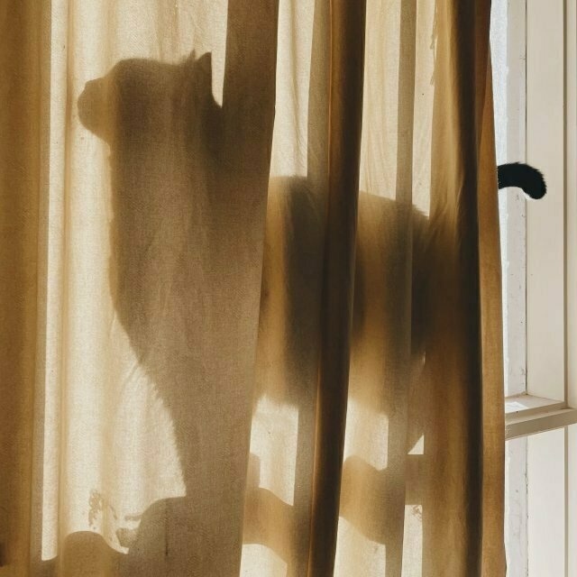 a cat's silhouette in profile view; she is behind a beige curtain and the daylight's illuminating her from behind.