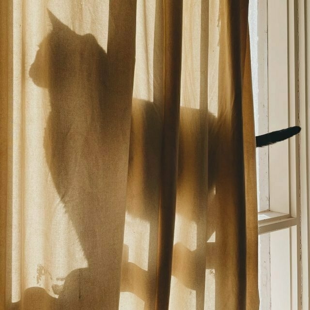 the same cat silhouette, but now her head's turned slightly towards the photographer for more of a Â¾ view