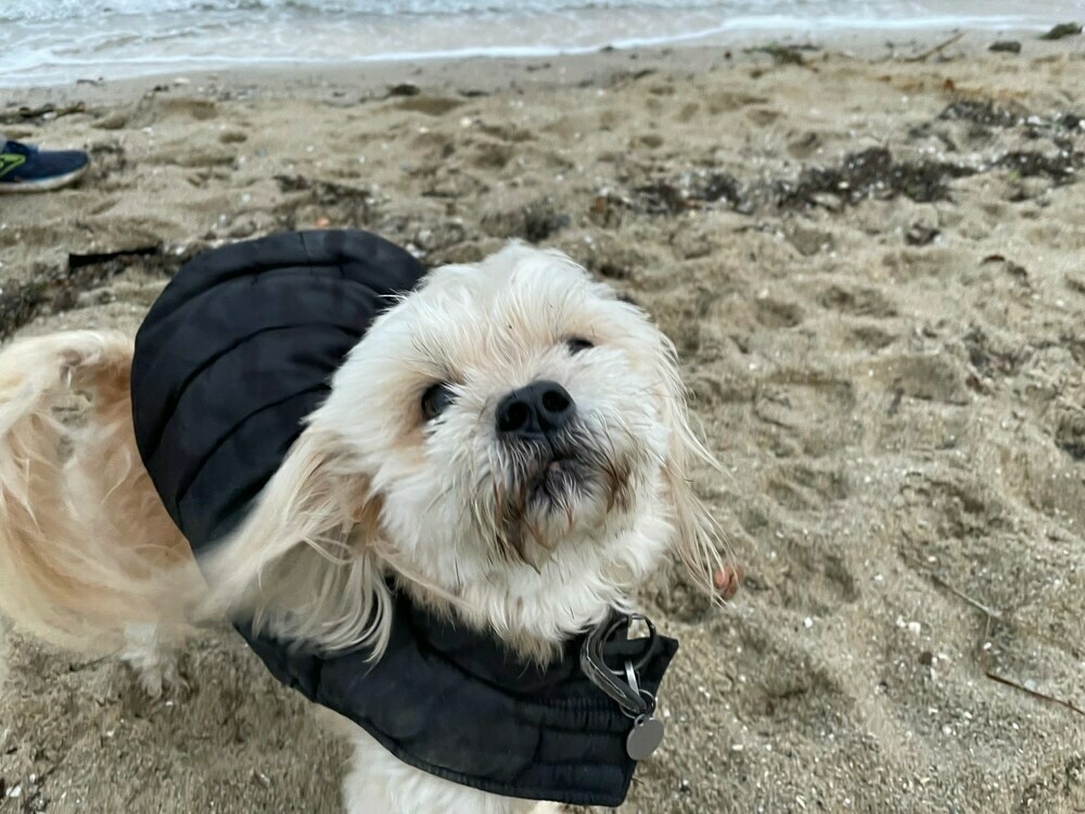 a small white dog in a black jacket on a wet-looking beach