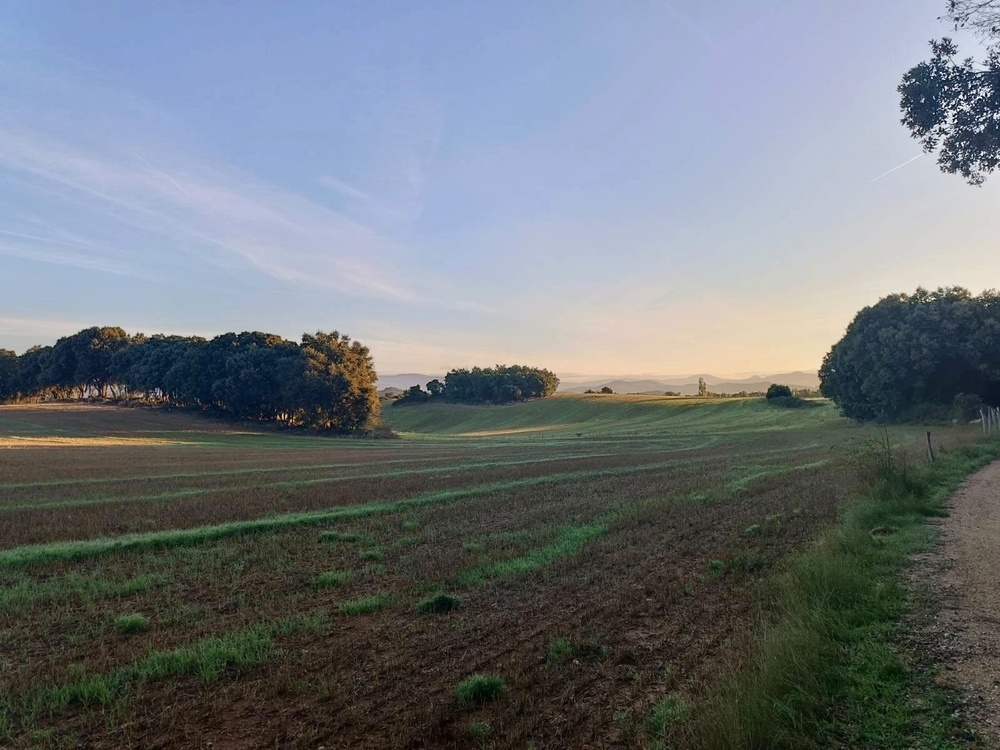 A serene rural landscape at dusk with cultivated fields, clusters of trees, a clear sky, and a dirt path along the side.