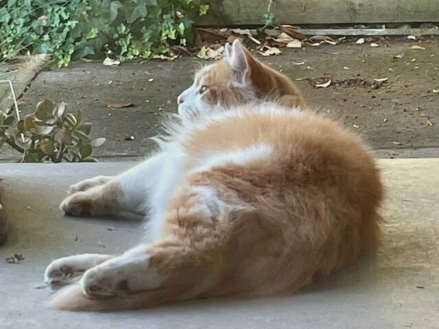 a very fluffy long-haired ginger cat lies on his side on a concrete porch (profile view)