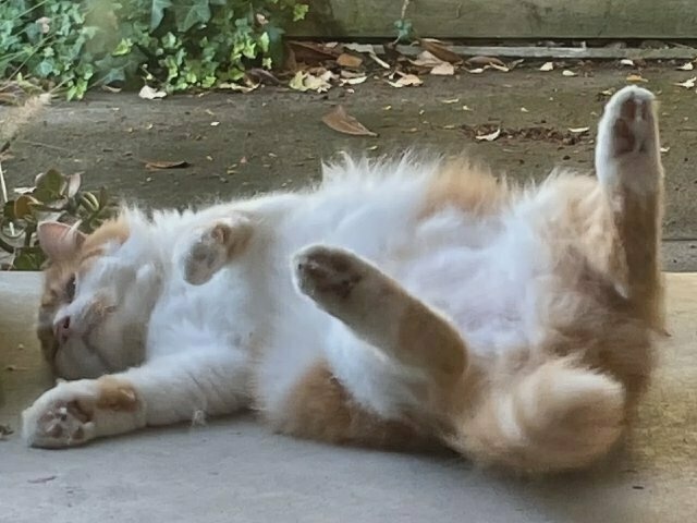 the fluffy ginger cat rolls onto his back, exposing his white belly and sticking his bunny feet up into the air