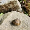 photo thumbnail