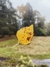 photo thumbnail