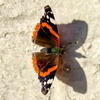 photo thumbnail