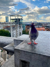 photo thumbnail