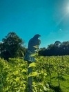 photo thumbnail