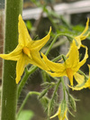 photo thumbnail