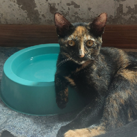 @jabuticaba@ayom.media's avatar