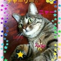 @FlockOfCats@famichiki.jp's avatar