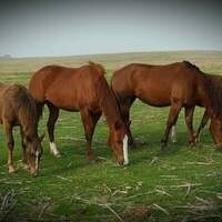 @CattleBaron@noauthority.social's avatar