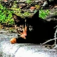 @KrissyKat@hoosier.social's avatar