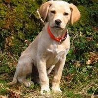 @2legged@mastodon.ie's avatar