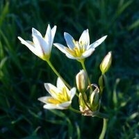 @cwicseolfor@urbanists.social's avatar