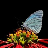 @amgine@mstdn.ca's avatar