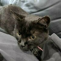 @shfo@mastodon.social's avatar