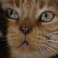 @dolle@mastodon.social's avatar