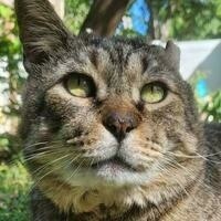 @galacticstone@mastodon.social's avatar