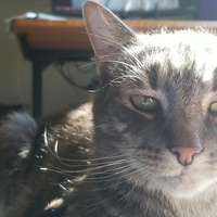 @qkslvrwolf@mastodon.social's avatar