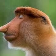 @dozymoe@mastodon.social's avatar