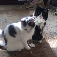 @SesameSquirrel@mastodon.social's avatar