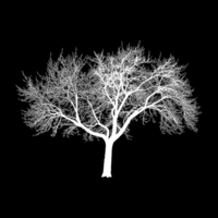 @timberwraith@mastodon.social's avatar