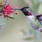 @tobie1@mastodon.social's avatar