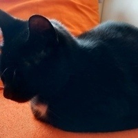 @primelprinz@mastodon.social's avatar