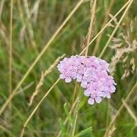 @sceileile@mastodon.social's avatar